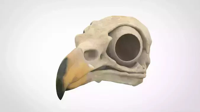 Hippogriff Skull