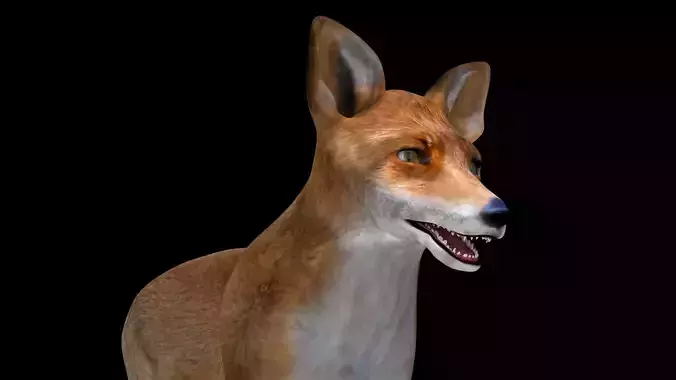 Fox red 3D model