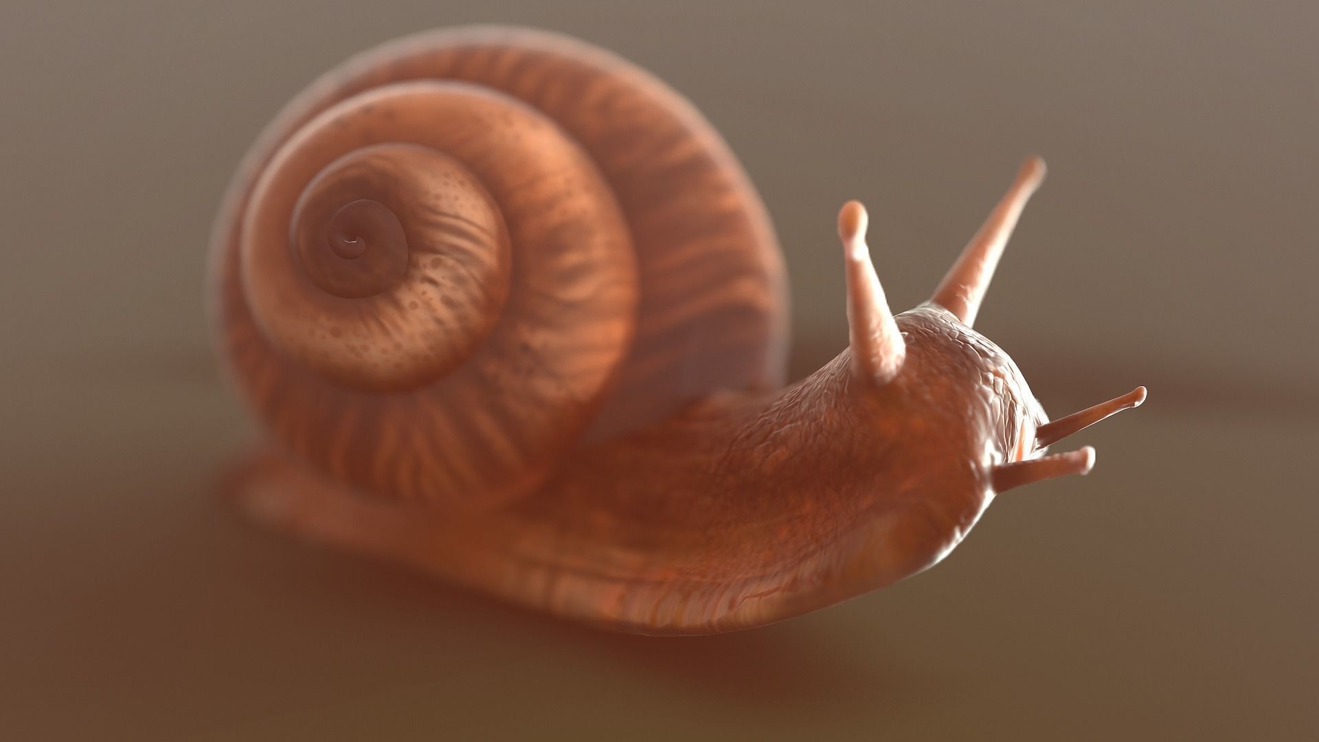 snail 3D model_3