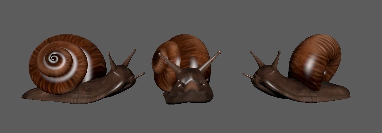 snail 3D model_1