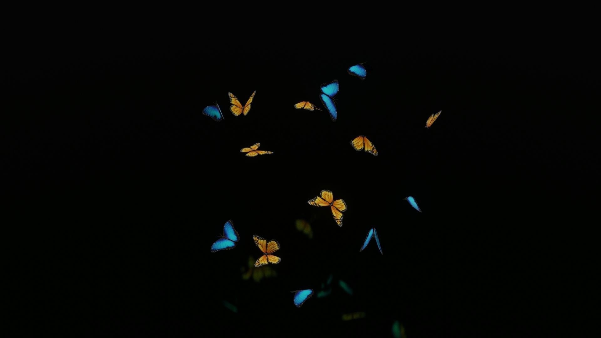 butterflies animation Low-poly 3D model_2