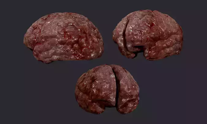 Human Brain Organ Game Ready 01 Low-poly 3D model