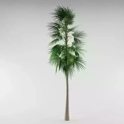 Palm tree 03 3D model