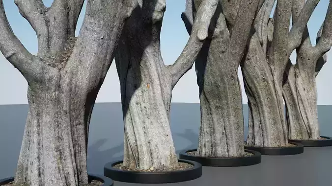 Detailed Tree Trunk - 16