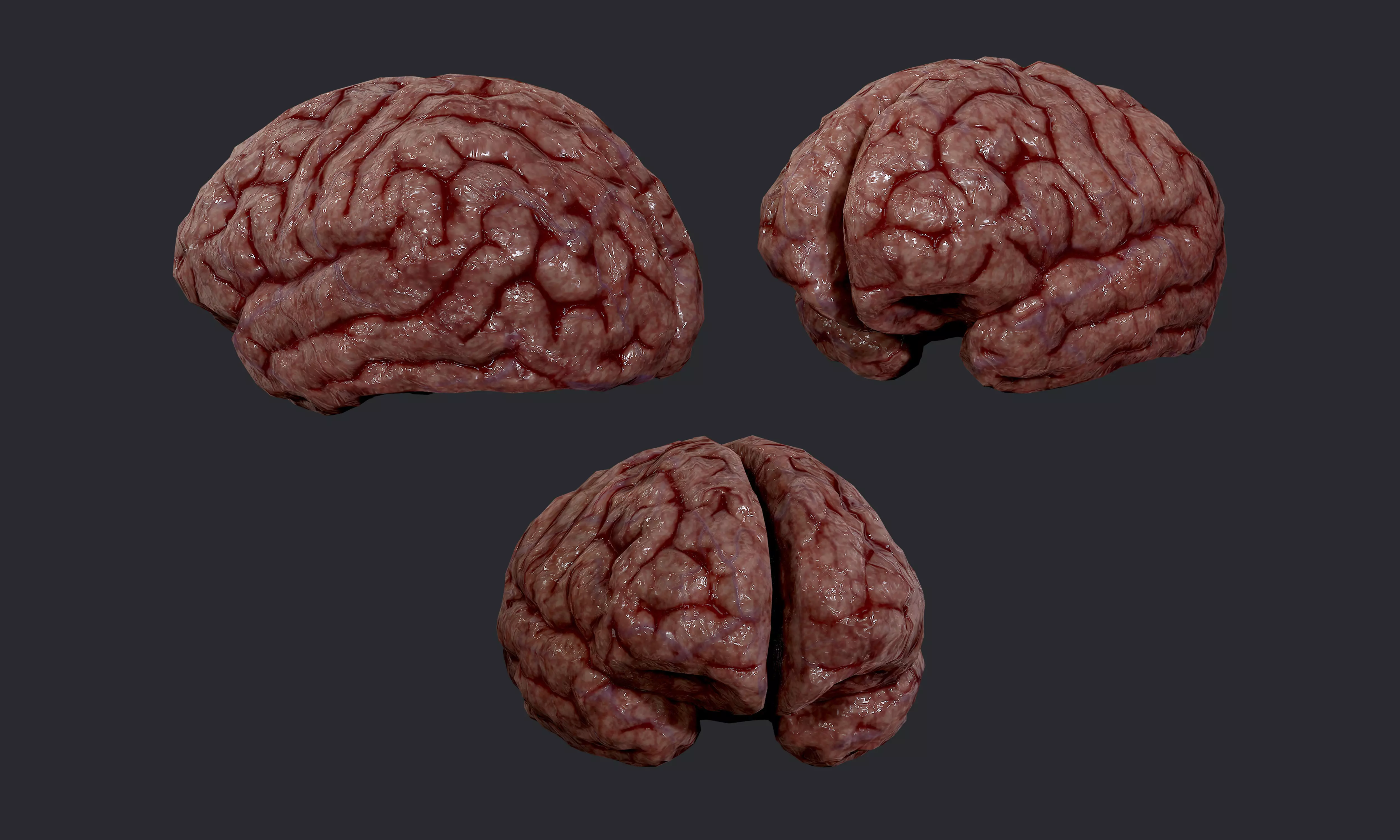 Human Brain Organ Game Ready 02 Low-poly 3D model_0