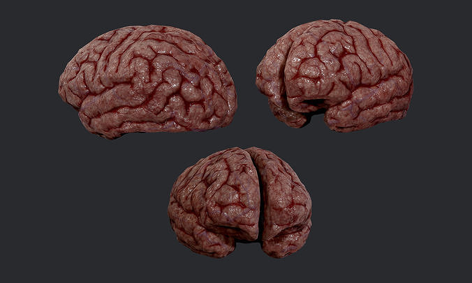 Human Brain Organ Game Ready 02 Low-poly 3D model