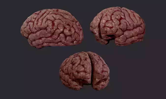 Human Brain Organ Game Ready 02 Low-poly 3D model