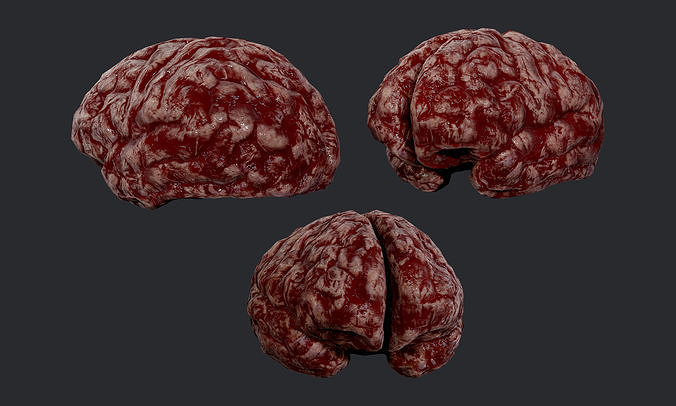 Human Brain Organ Game Ready 03 Low-poly 3D model