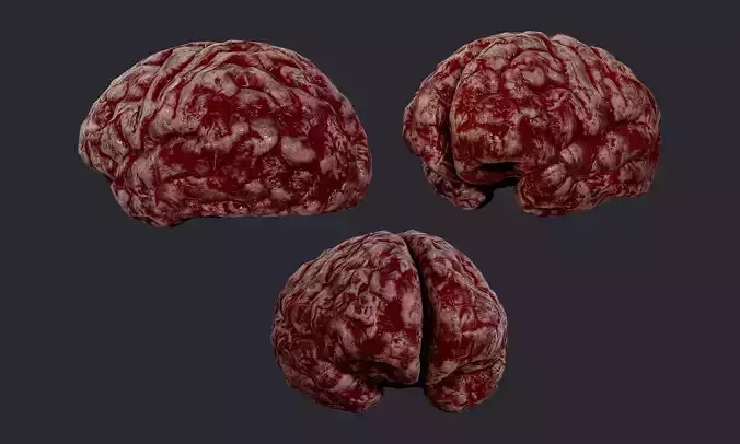 Human Brain Organ Game Ready 03 Low-poly 3D model