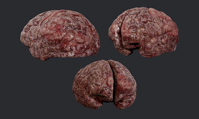 Human Brain Organ Game Ready 04 Low-poly 3D model