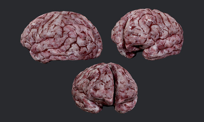 Human Brain Organ Game Ready 05 Low-poly 3D model