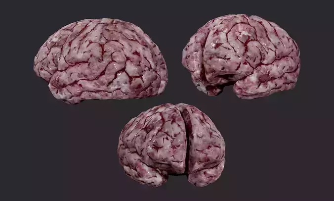 Human Brain Organ Game Ready 05 Low-poly 3D model