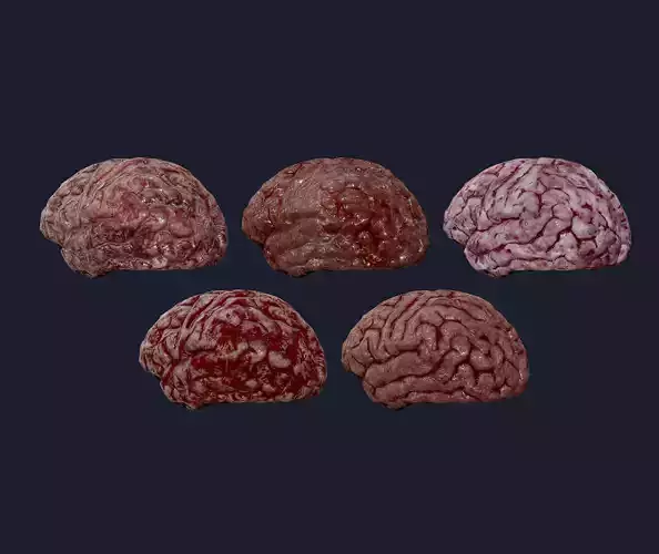 5 Brain Human Organ Game Ready 3D Model Collection