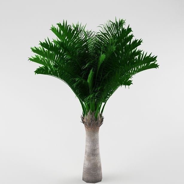 Palm tree 04 3D model_1