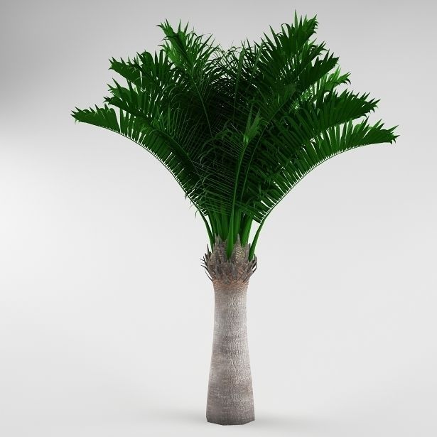 Palm tree 04 3D model_2