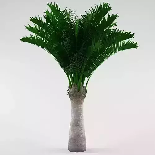 Palm tree 04