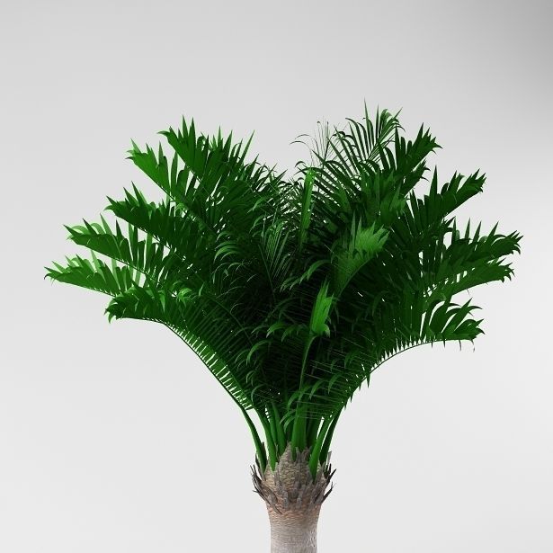 Palm tree 04 3D model_3