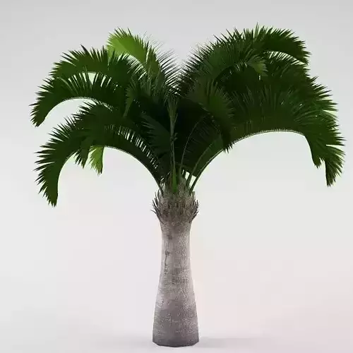 Palm tree 05