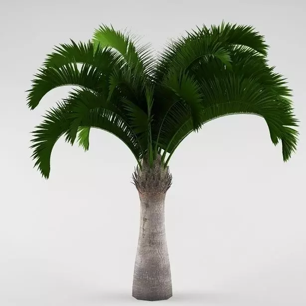 Palm tree 05 3D model_0