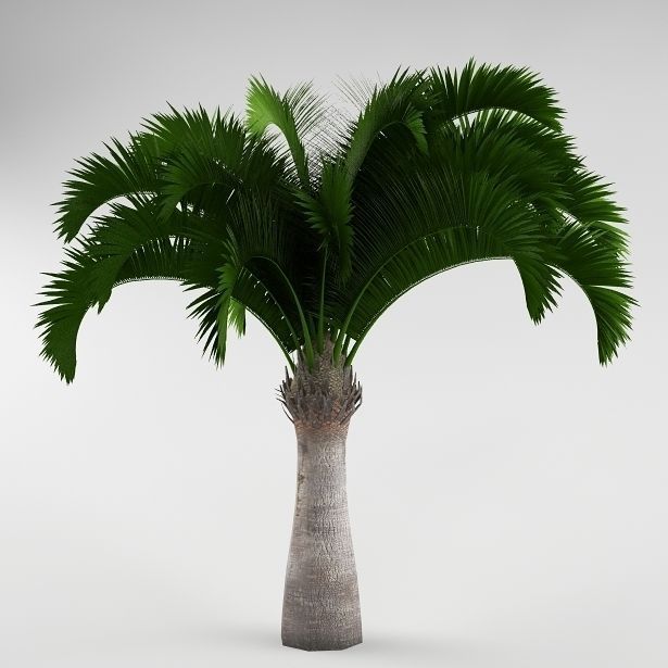 Palm tree 05 3D model_1
