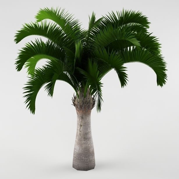 Palm tree 05 3D model_3