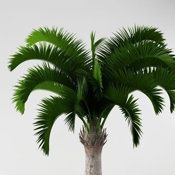 Palm tree 05 3D model_2