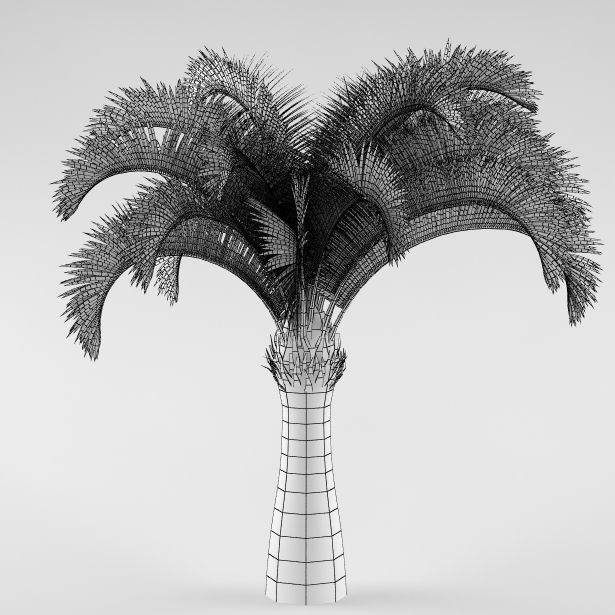 Palm tree 05 3D model_4