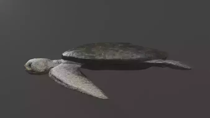 low poly sea turtle