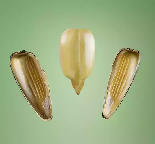 Cracked Sunflower Seed Low-poly 3D model Low-poly 3D model