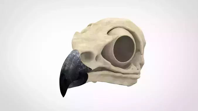 Griffin Skull