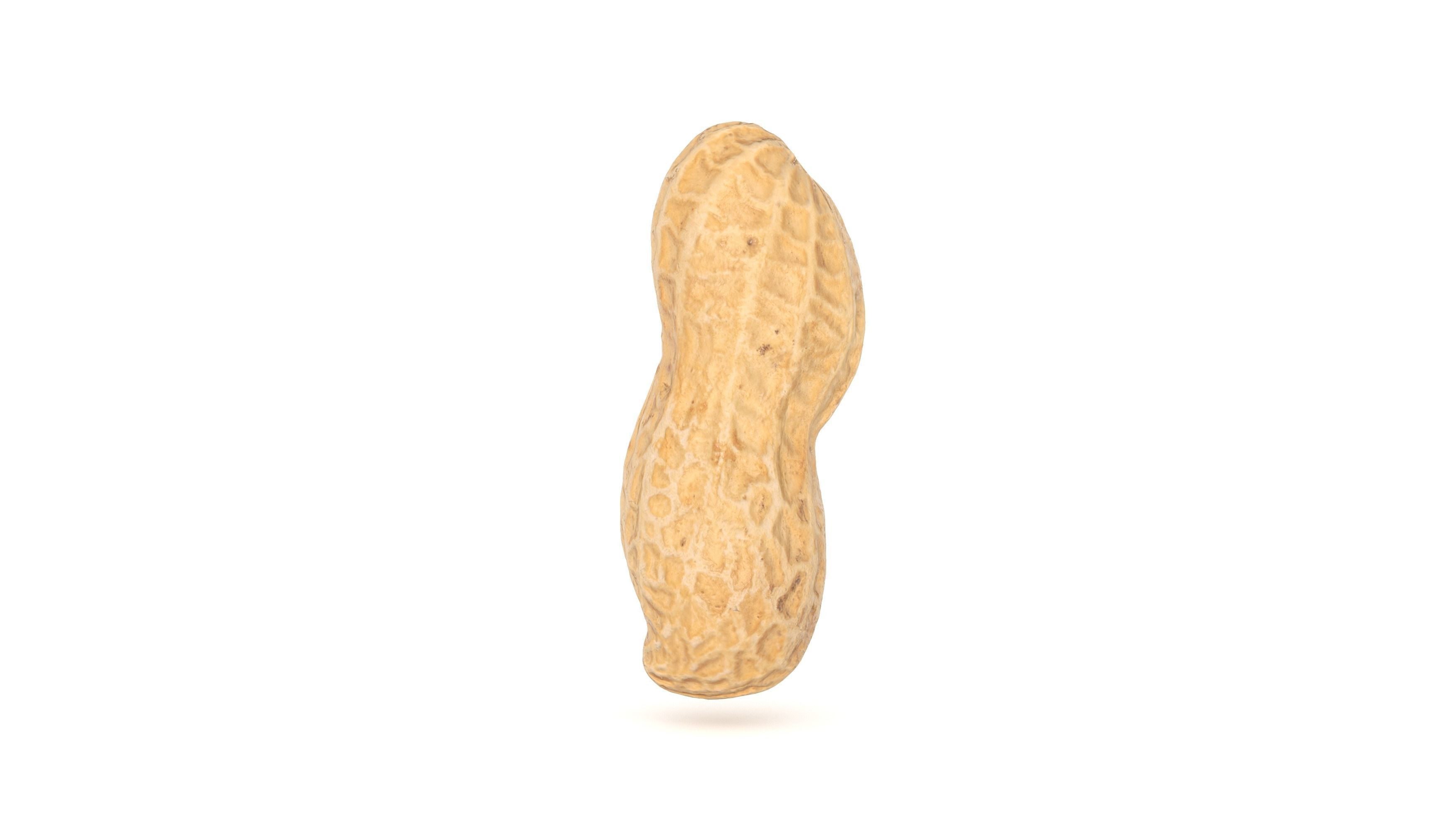 Peanut 3D Photoscan Low-poly 3D model_4