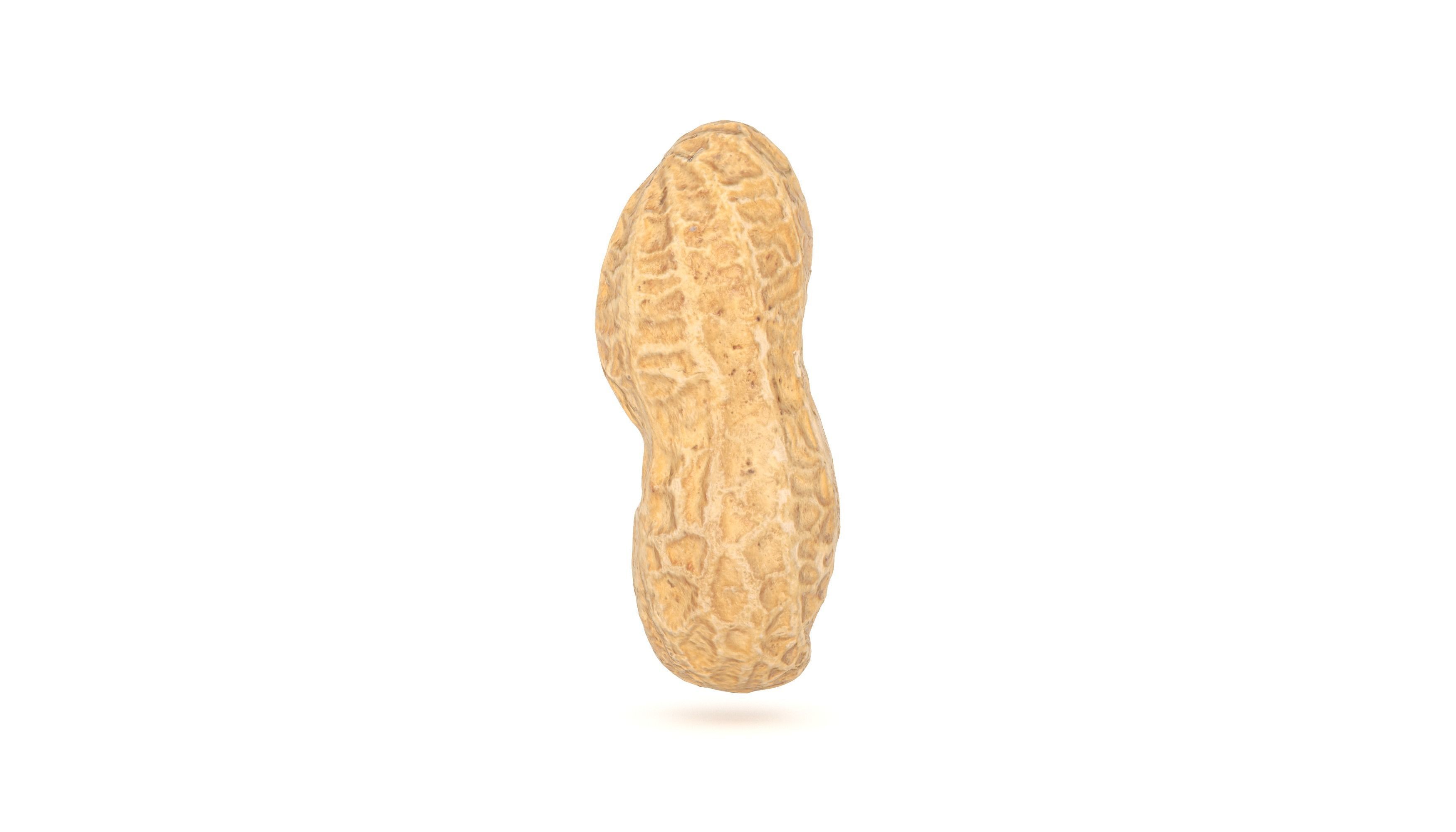 Peanut 3D Photoscan Low-poly 3D model_2