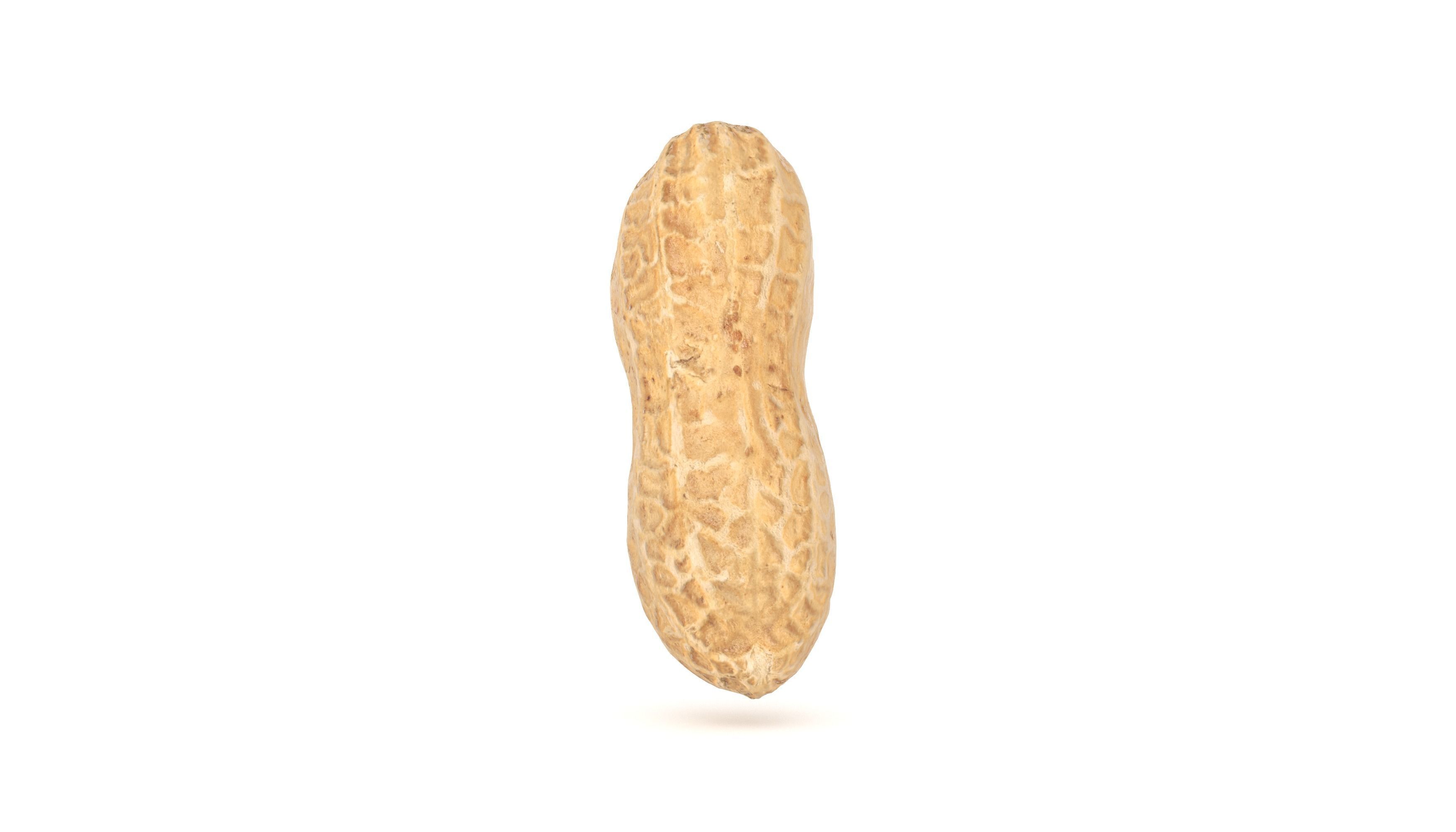 Peanut 3D Photoscan Low-poly 3D model_3