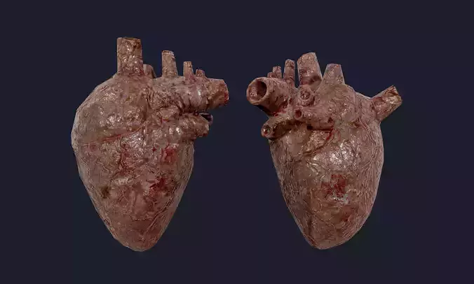 Heart Human Organ Game Ready 02 Low-poly 3D model