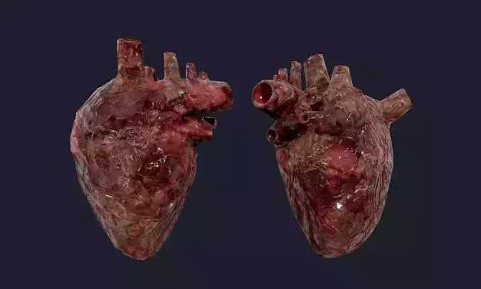 Heart Human Organ Game Ready 04 Low-poly 3D model