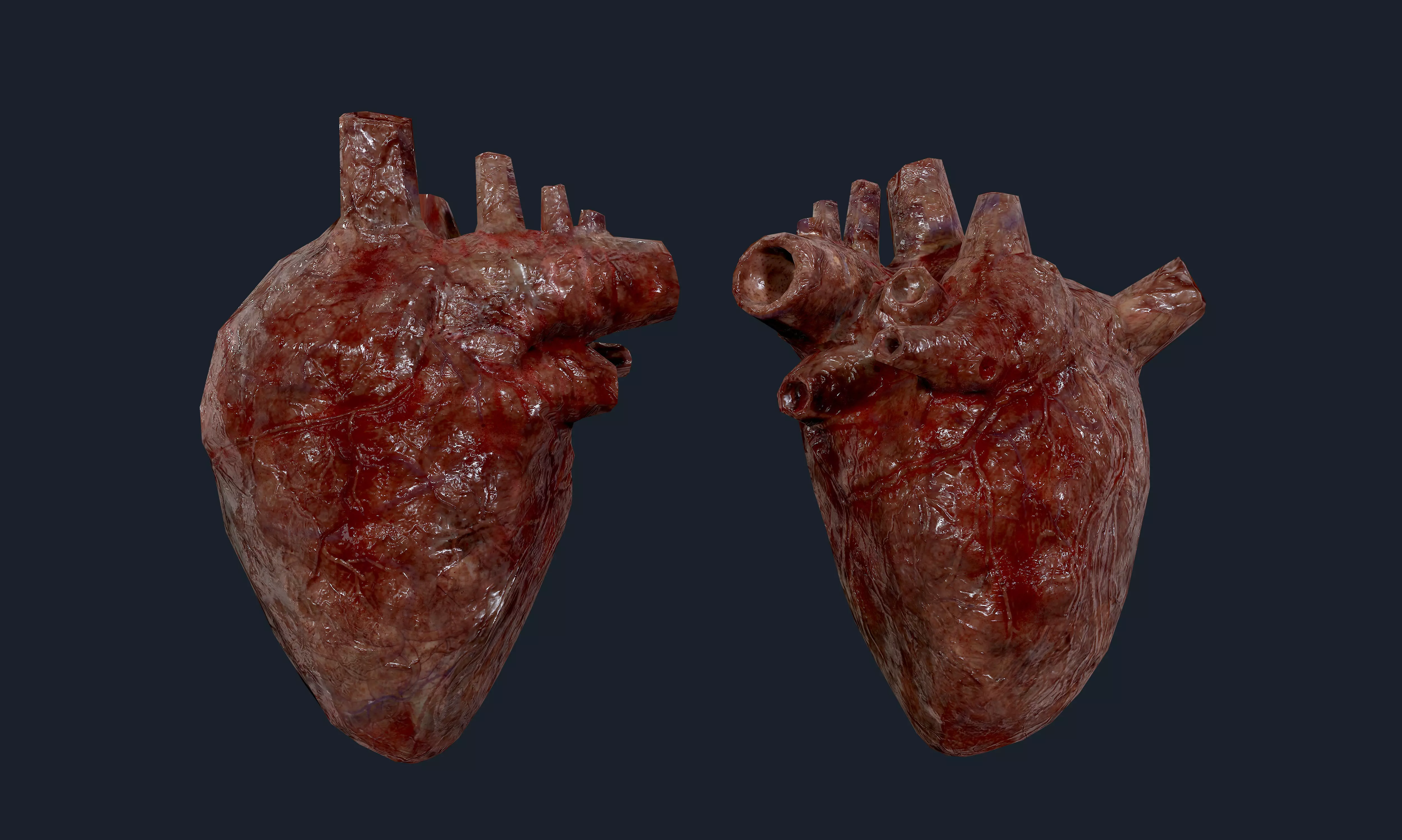 Heart Human Organ Game Ready 05 Low-poly 3D model_0