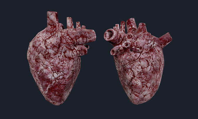 Heart Human Organ Game Ready 07 Low-poly 3D model