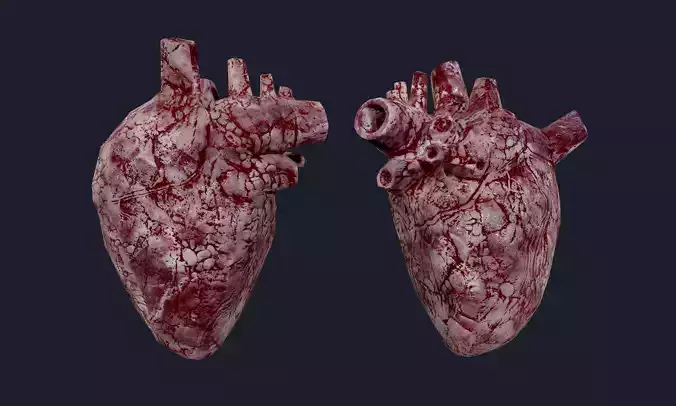 Heart Human Organ Game Ready 07 Low-poly 3D model