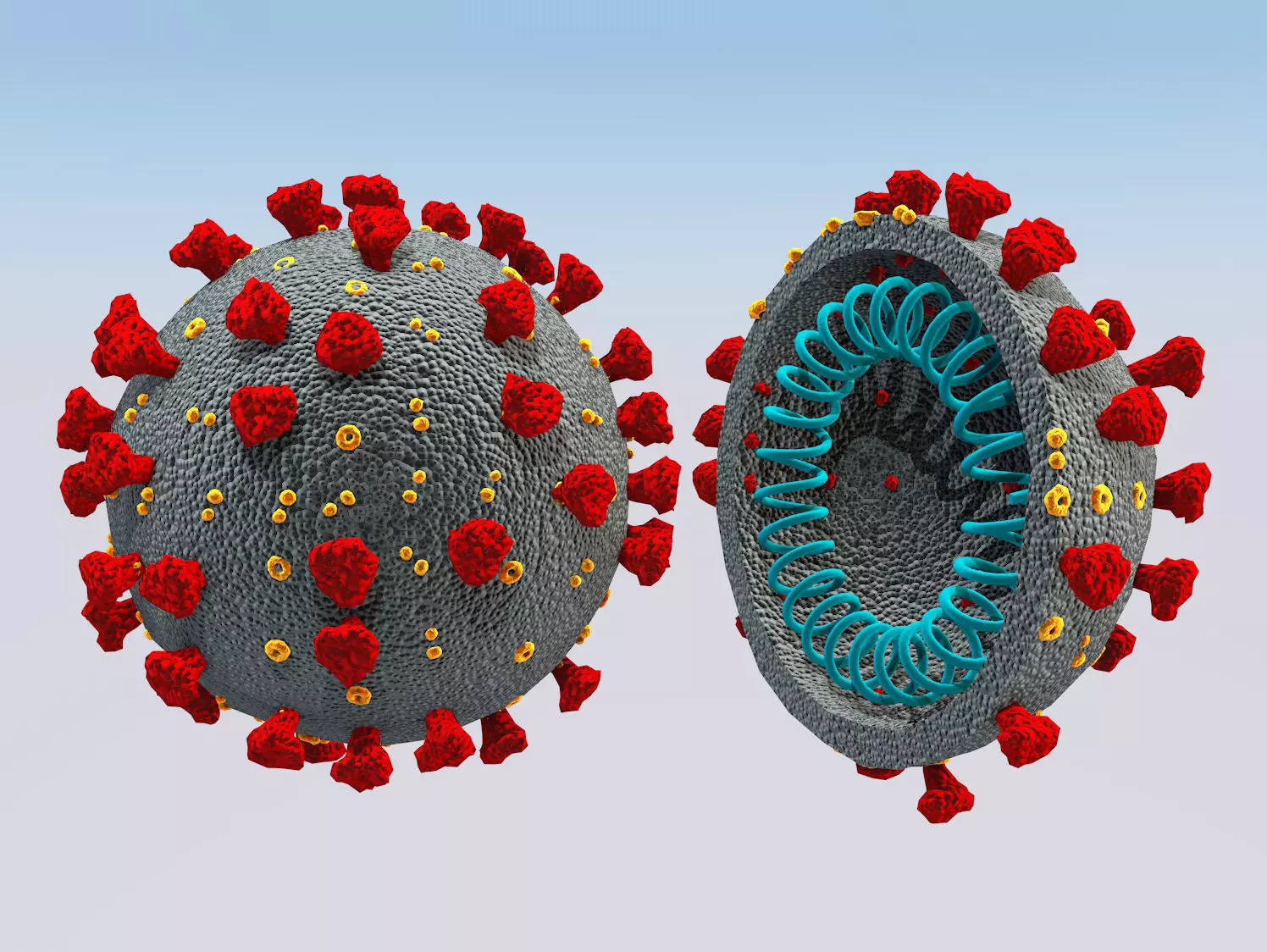 Corona Virus COVID-19 3D model 3D model