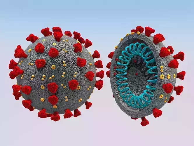 Corona Virus COVID-19 3D model