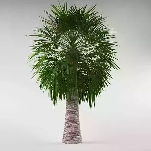 Palm tree 06