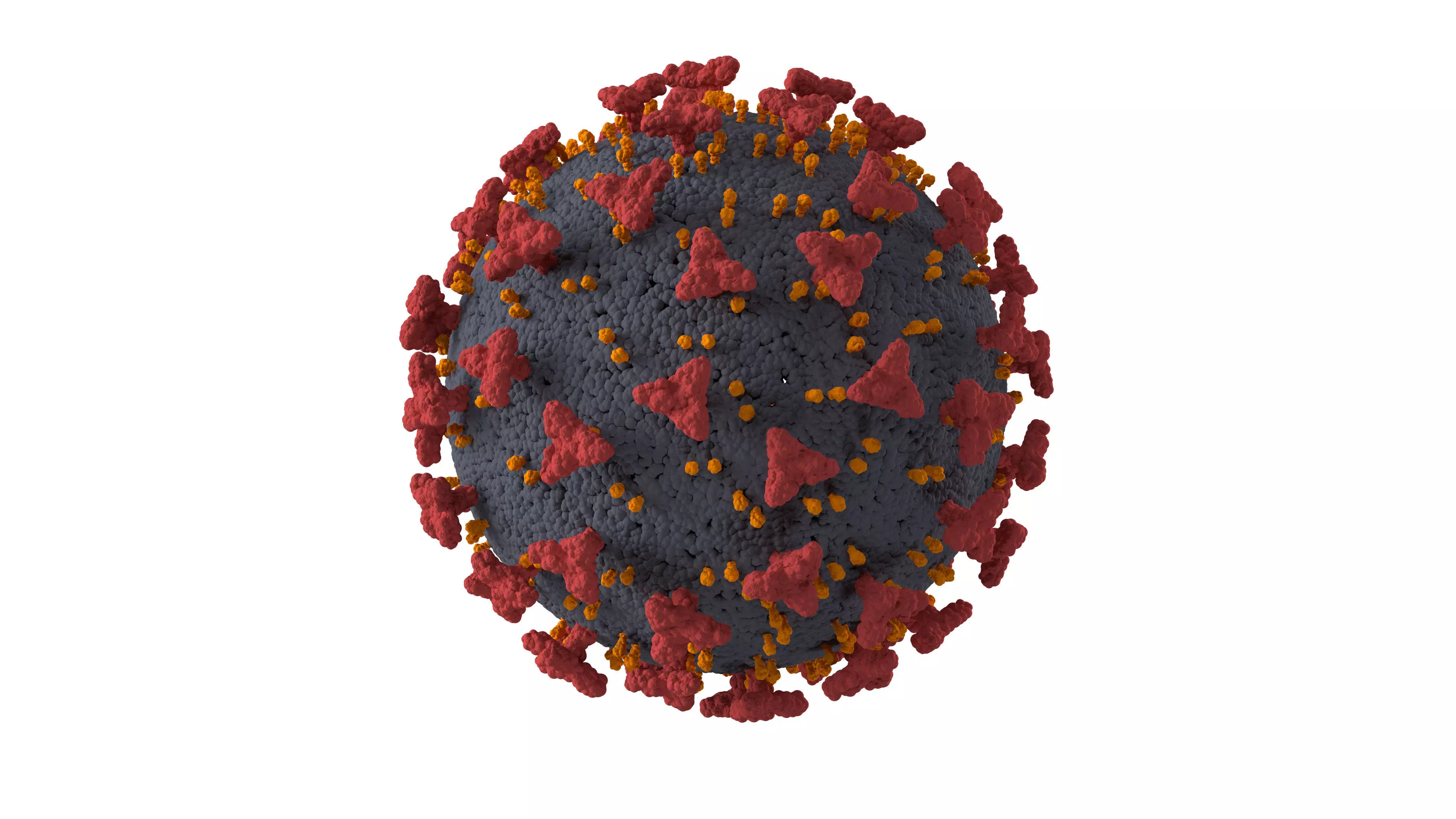 Covid 19  Virus Cell 3D model_0