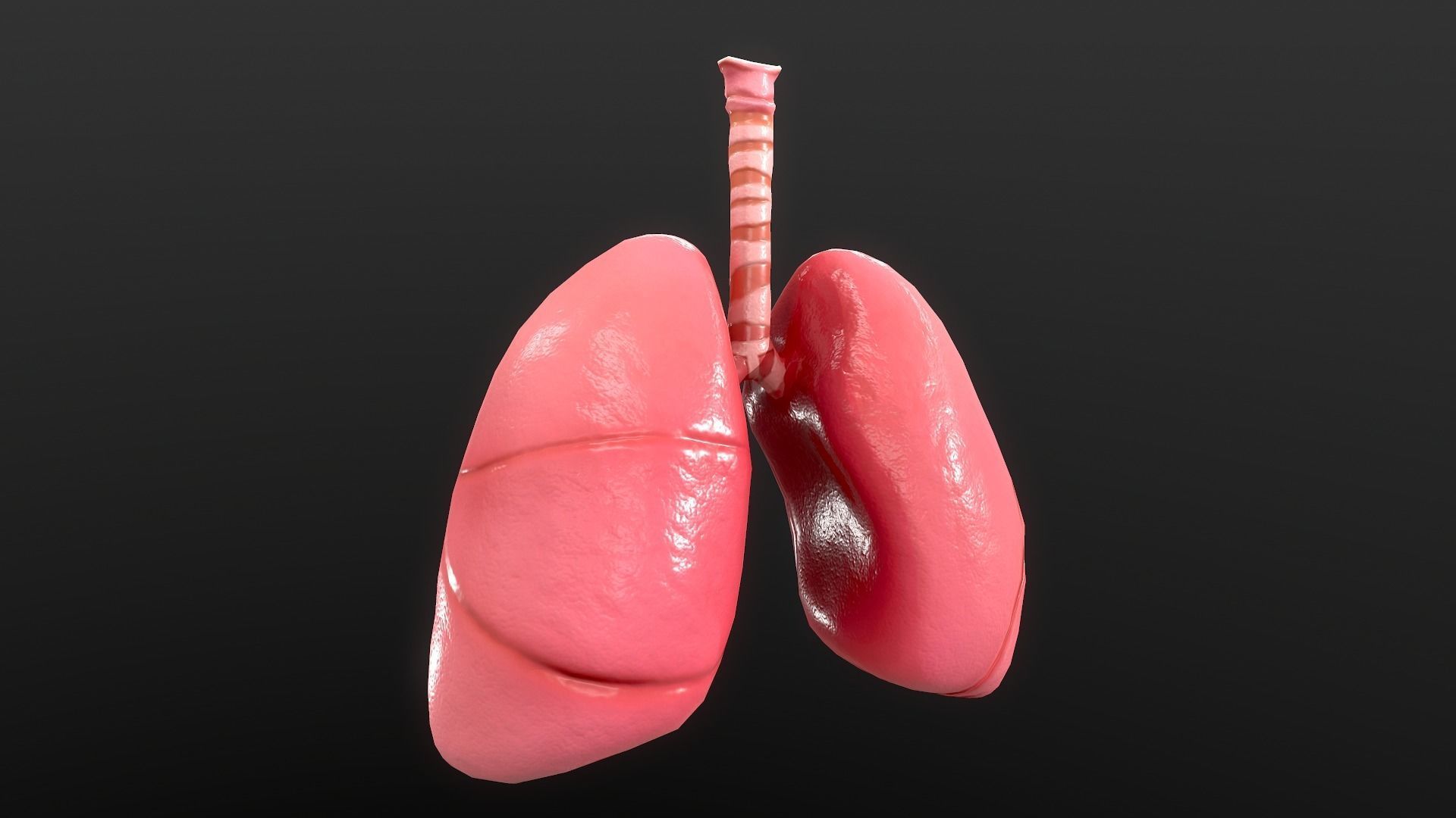 Respiratory System Low-poly 3D model_13