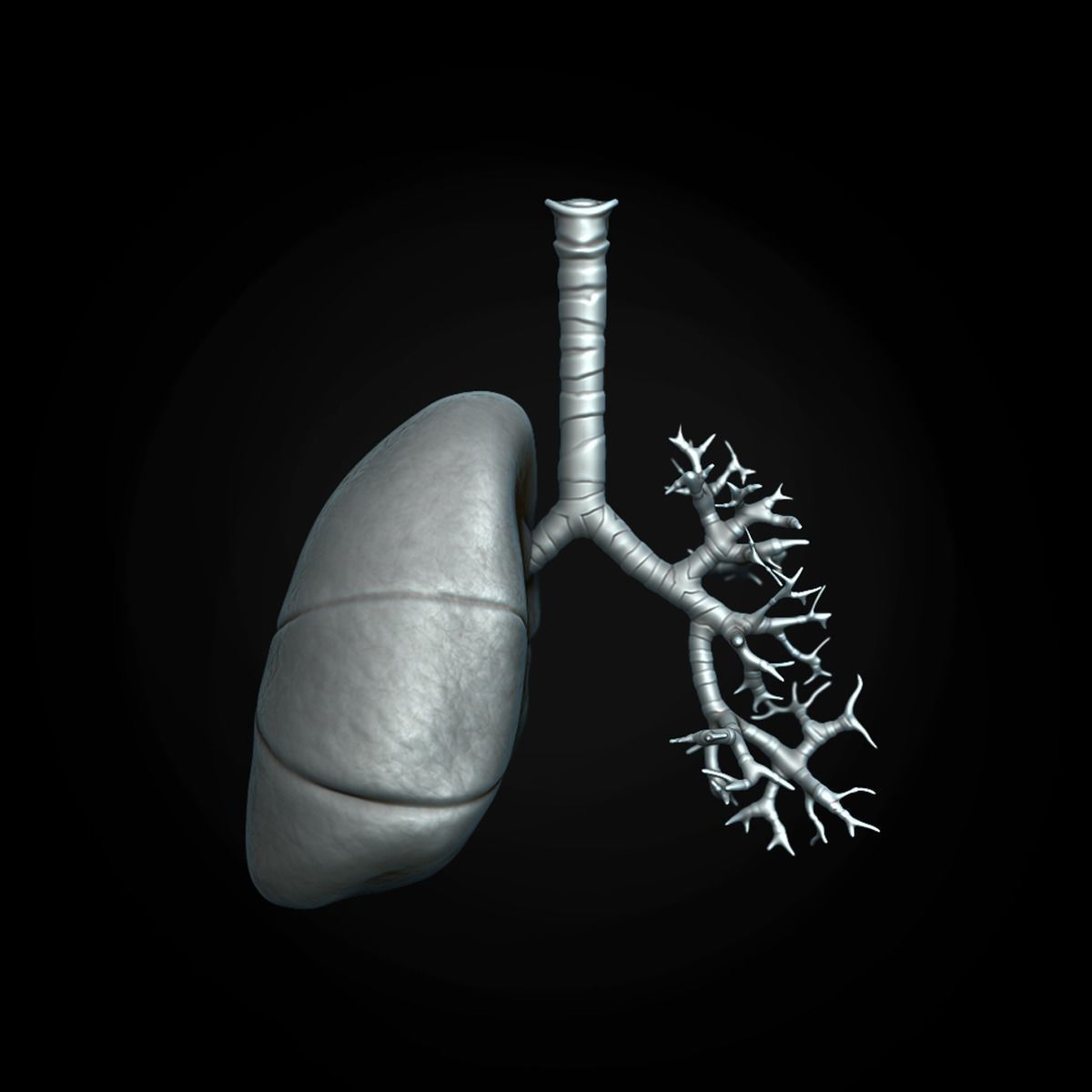 Respiratory System Low-poly 3D model_17