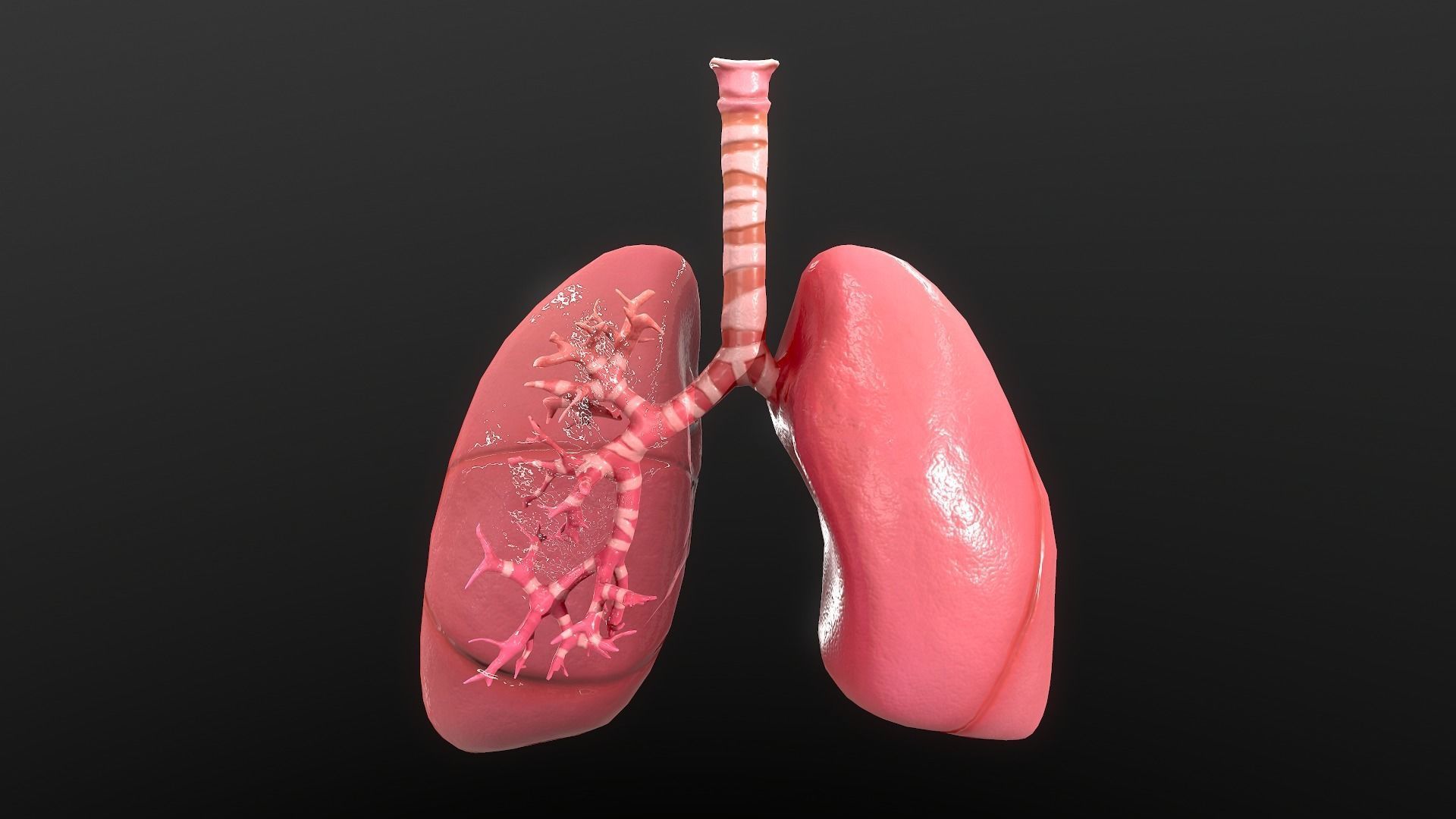 Respiratory System Low-poly 3D model_4
