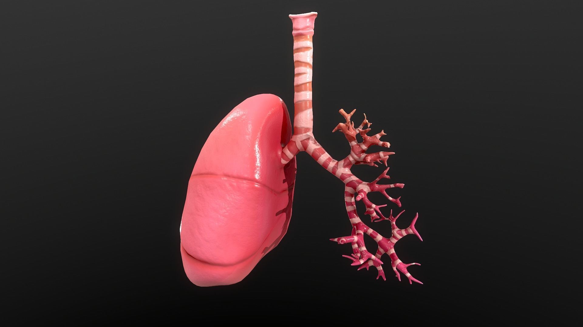 Respiratory System Low-poly 3D model_6