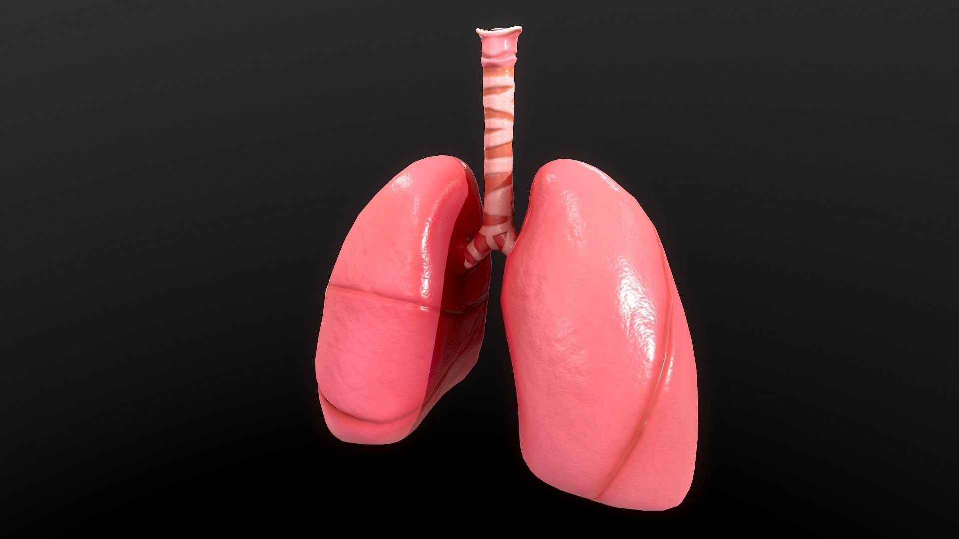 Respiratory System Low-poly 3D model_5
