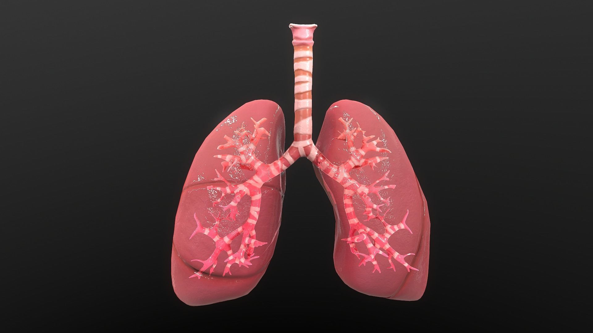 Respiratory System Low-poly 3D model_2