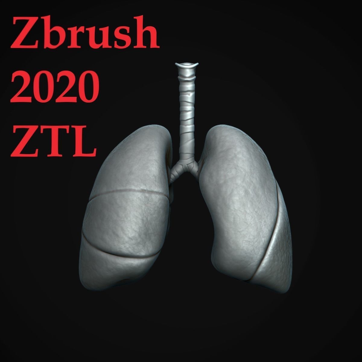 Respiratory System Low-poly 3D model_16