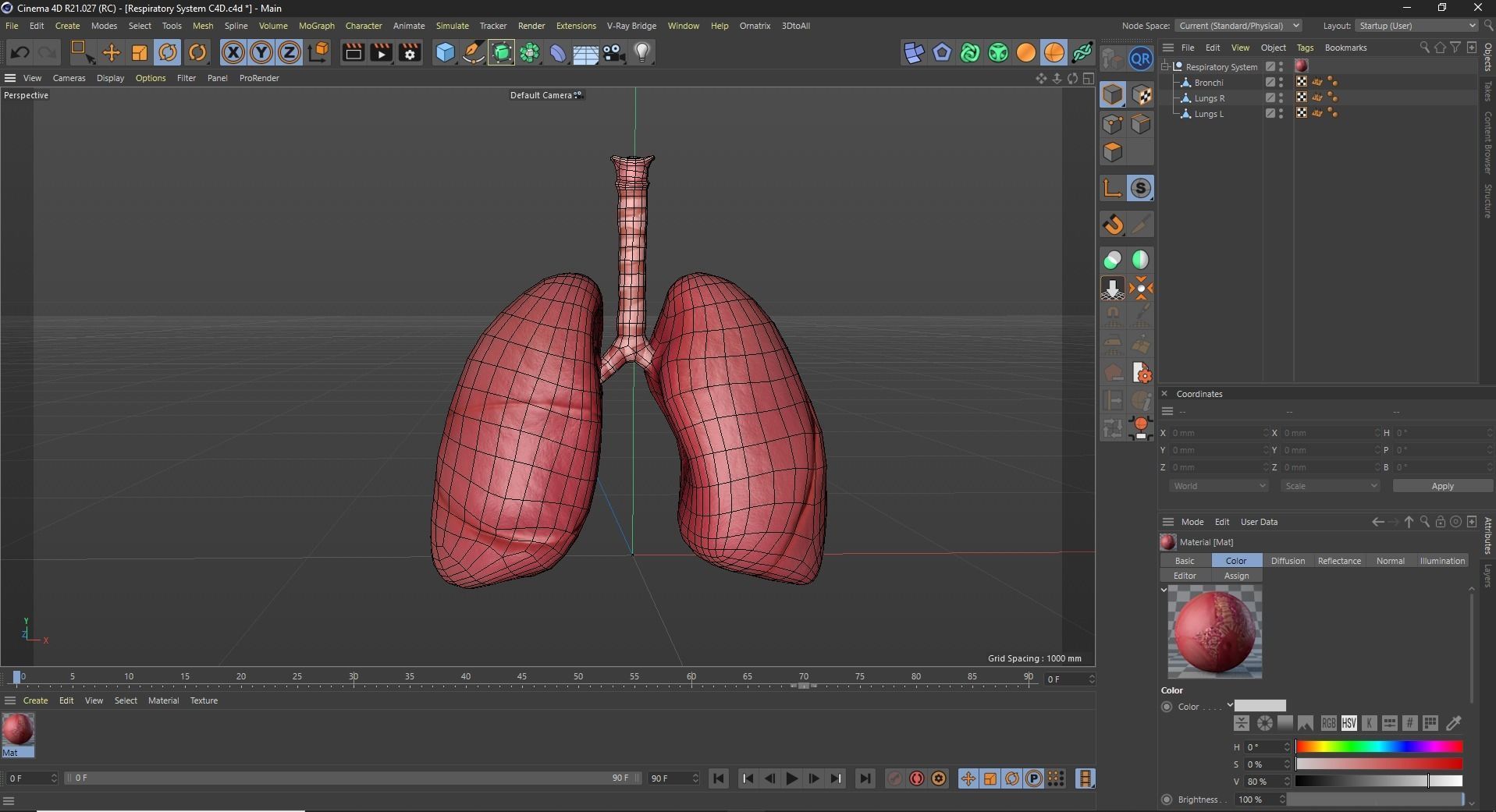 Respiratory System Low-poly 3D model_12